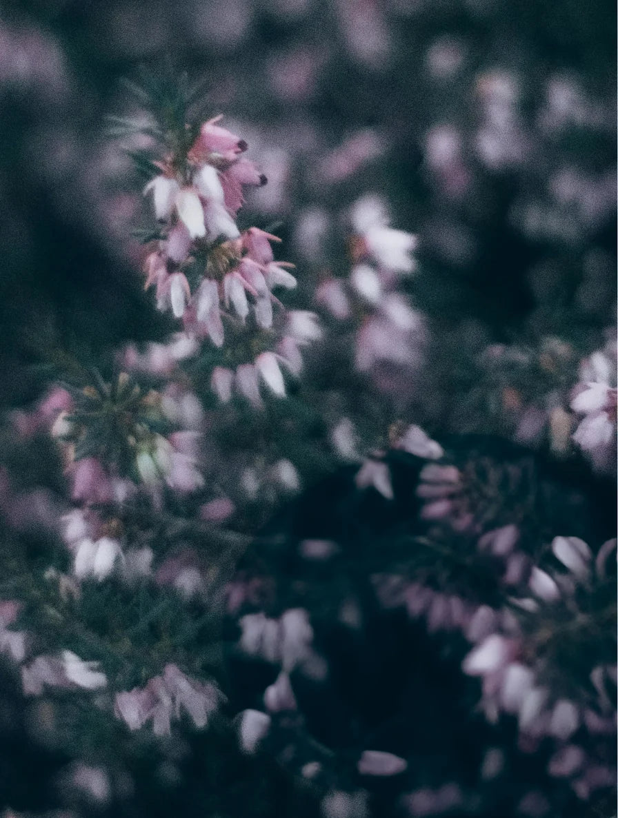 Soy Wax Candle Heather